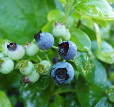 Polaris Blueberry Bushes
