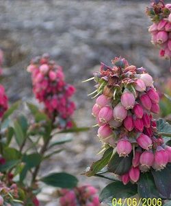 Sunshine Blue Blueberry Bushes