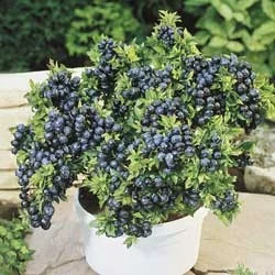blueberry in a pot