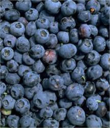 Weymouth Blueberry Bushes
