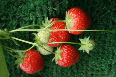 Bolero Strawberry Plants