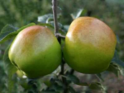 Bountiful Apple Trees