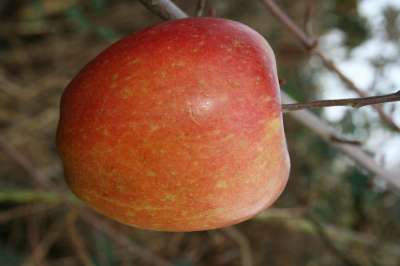 Braeburn Apple Trees