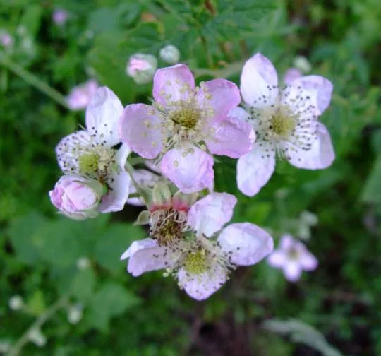 blackberry plant in flower