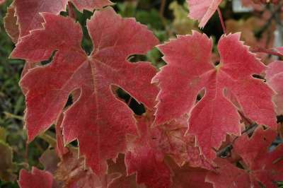 Brandt Grape Vines