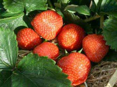 Brenda Strawberry Plants