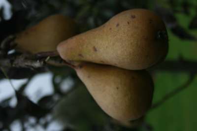Bristol Cross Pear Trees