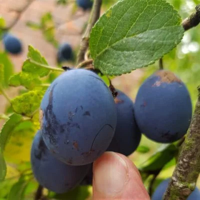 Bullace Cherry Plum Trees