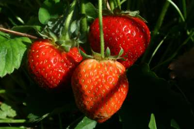 Calypso Strawberry Plants