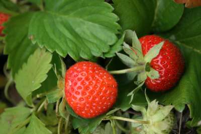 Catskill Strawberry Plants