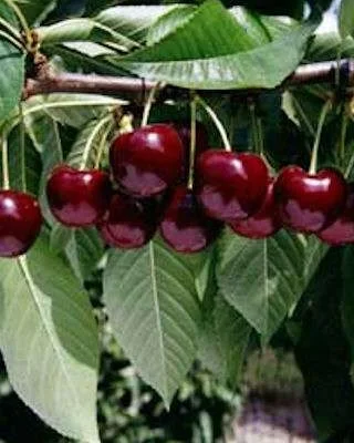 Celeste Cherry Trees