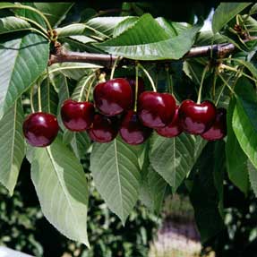 cherry tree in fruit