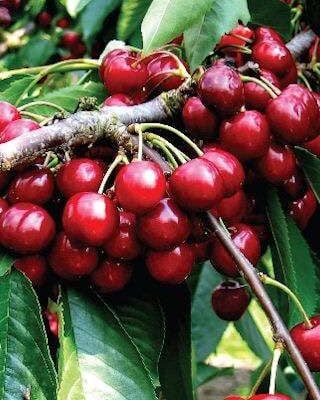 Early Rivers Cherry Trees