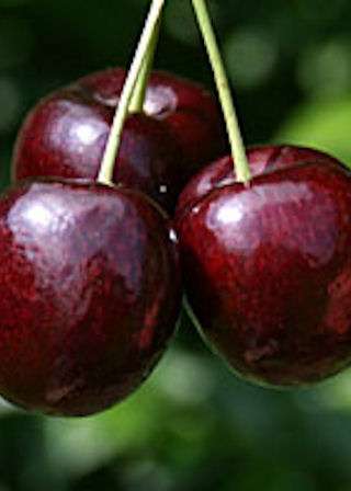 Cherries - Lapins