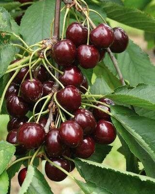 Merchant Cherry Trees