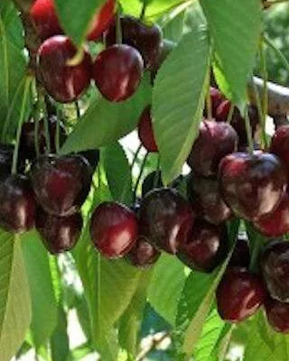 Merton Bigarreau Cherry Trees