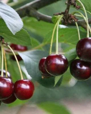 Nabella Cherry Trees