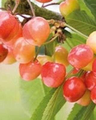 Napoleon Bigarreau Cherry Trees