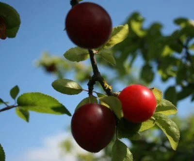 Fastigious Cherry Plum Trees