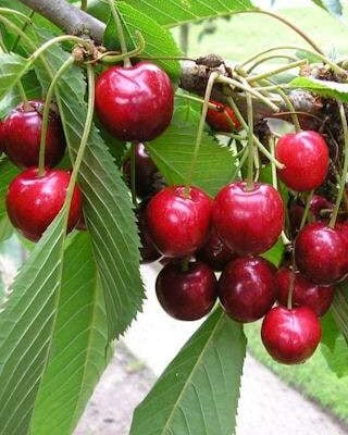 Roundel Cherry Trees