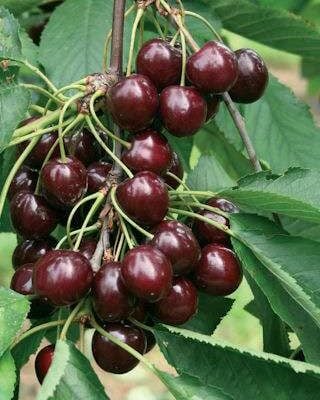 Sunburst Cherry Trees