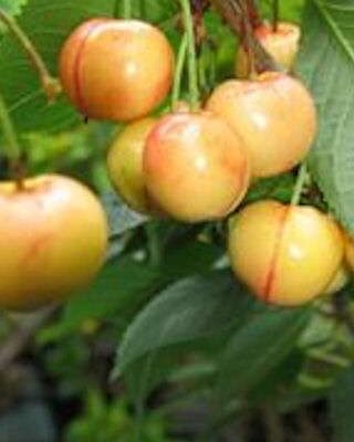 Vega Cherry Trees