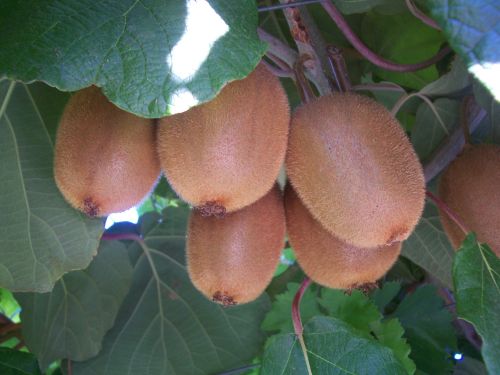 Growing Fruit in Polythene Tunnels