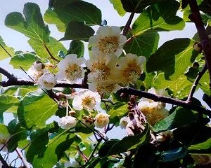 Matua Kiwi Plants