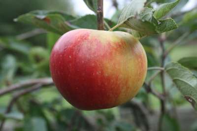 Chivers Delight Apple Trees