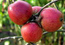 Ashton Bitter Cider Apple Tree