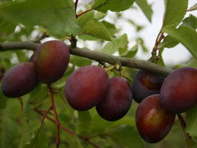 Coopers Large Plum Trees