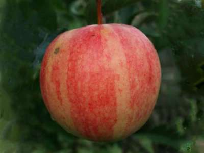 Cornish Gilliflower Apple Trees