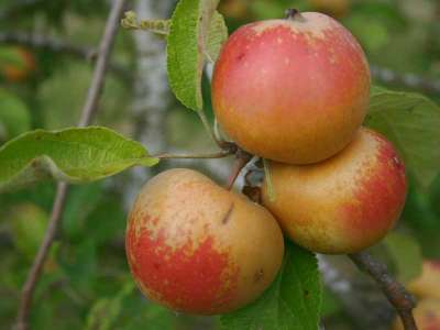 Cox's Orange Pippin Apple Trees