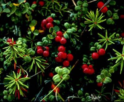 Cranberry C.n Cranberry Plants