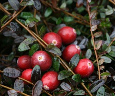 Early Black Cranberry Plants