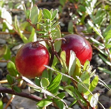 Franklin Cranberry Plants