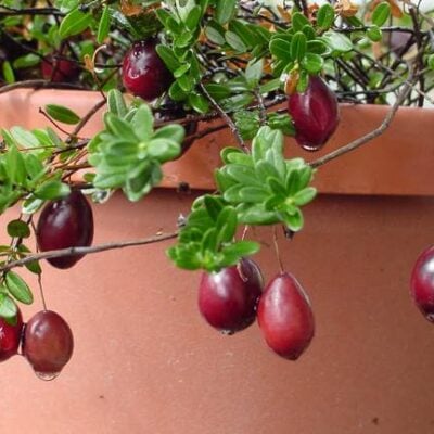 Vaccinium Oxycoccos Cranberry Plants