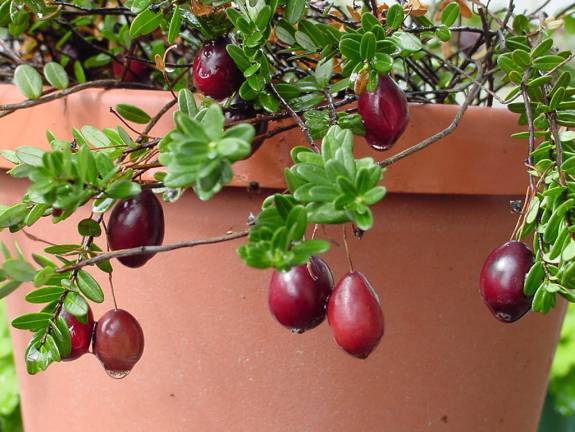 cranberry plants fruiting