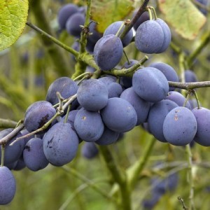 damson tree in fruit