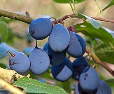 Farleigh Damson Damson Trees