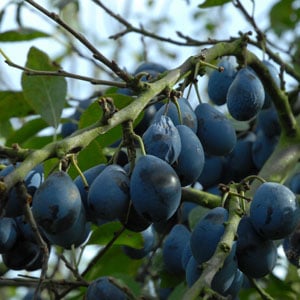 Merryweather Damson Trees