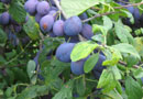 Shropshire Damson Damson Trees