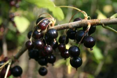 Daniels September Blackcurrant Bush