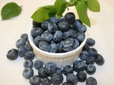Darrow Blueberry Bushes