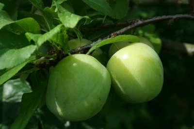 Denniston's Superb Gage Tree