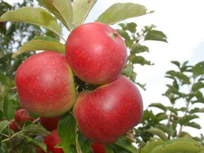 D'estivale Ambassy Apple Trees