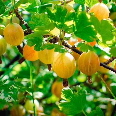 Early Sulphur Gooseberry Bushes