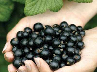 Ebony Blackcurrant Bushes