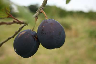 Edna * New * Plum Trees