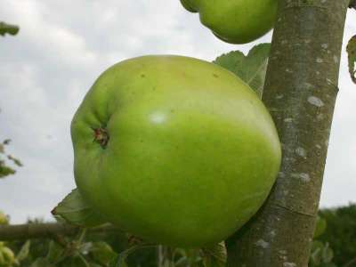 Edward VII Apple Trees